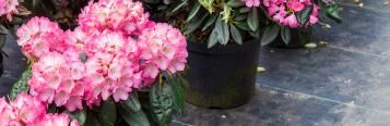 Rododendrony w plastikowych doniczkach