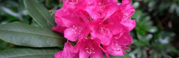 Kwiat rododendronu