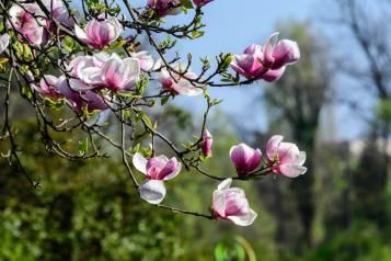 Przycinanie magnolii