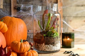 Spooky plants for Halloween