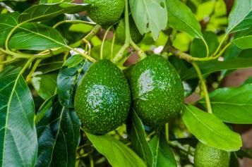 AVOCAT