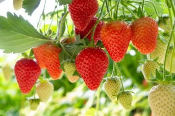 Aardbeien