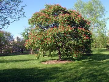 Aesculus pavia