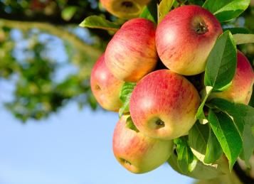 Appelboom