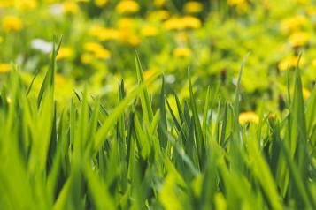 Gras