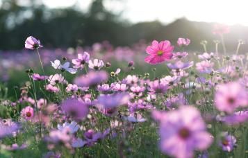 Bloemen