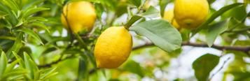 Essential Guide to Growing Citrus