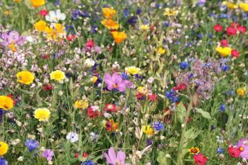 Blumenwiese