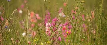 Blumen für Bienen