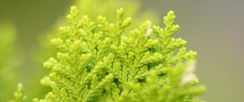 Thuja pflanzen
