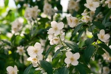 Plantes et arbustes à fleurs 