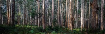 Australian Forest