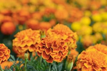 Eetbare bloemen