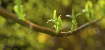 Formulation Naturelle