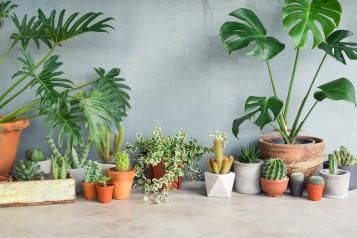Fertilising indoor plants