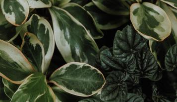 Indoor House Plant 
