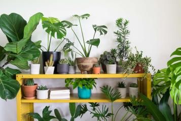 Growing Indoor plants
