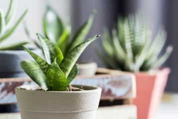 Kamerplanten