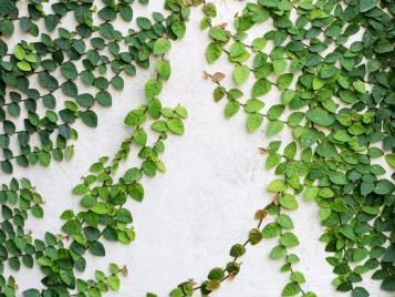 Klimplanten op voorgevel