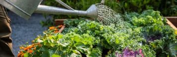 Watering a garden bed