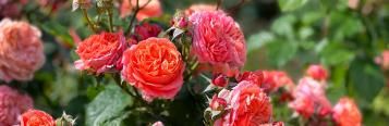 pink roses on bush