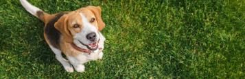 dog on lawn