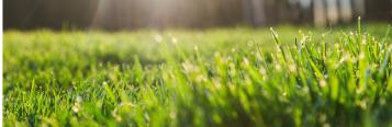 lush green grass