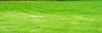 lush grass