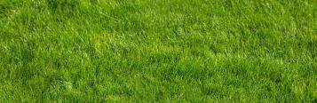 thick green lawn