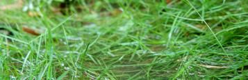 Wet Lawn, puddle covering grass