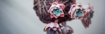Kokedama Ball DIY