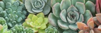 Cacti and Succulents