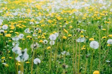 Yellow dandelion flowers and white seed heads growing across a grassy field