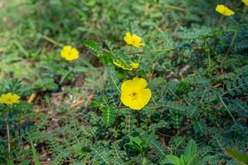 Close-up of yellow bindii flowers and leaves.  