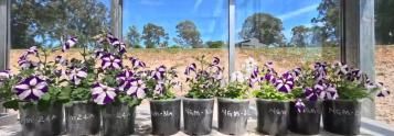 Our Best Potting Mix Yet 