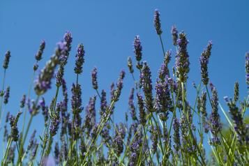 Lavende