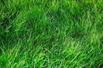 Lawn fertiliser commercial