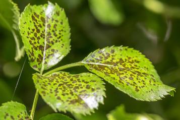 Leaf Spot