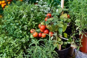Moestuin