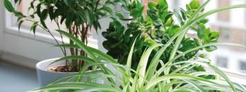 Omplanting av stueplanter