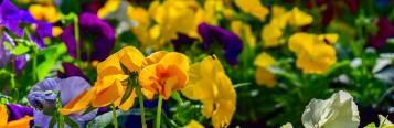 Winter flowers 