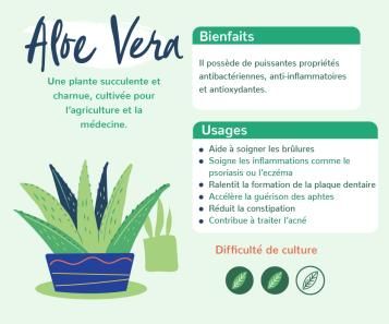 Aloe Vera