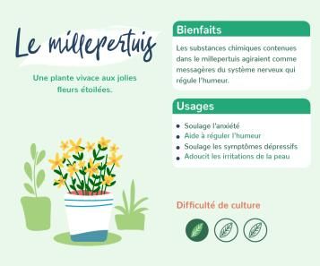 Le millepertuis