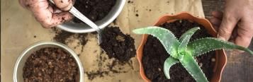 repot your plant