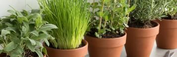 Potted Herbs