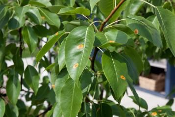 Roest op planten