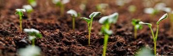 growing veggie patch
