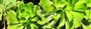 Tree Aeonium (Aeonium arboreum)