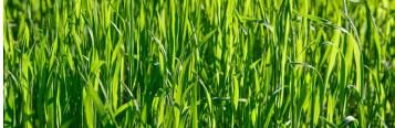 Thick Lawn 