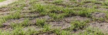 Thinning Lawn 